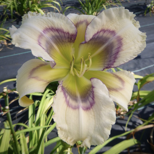 Two Horizons - 1 Fan